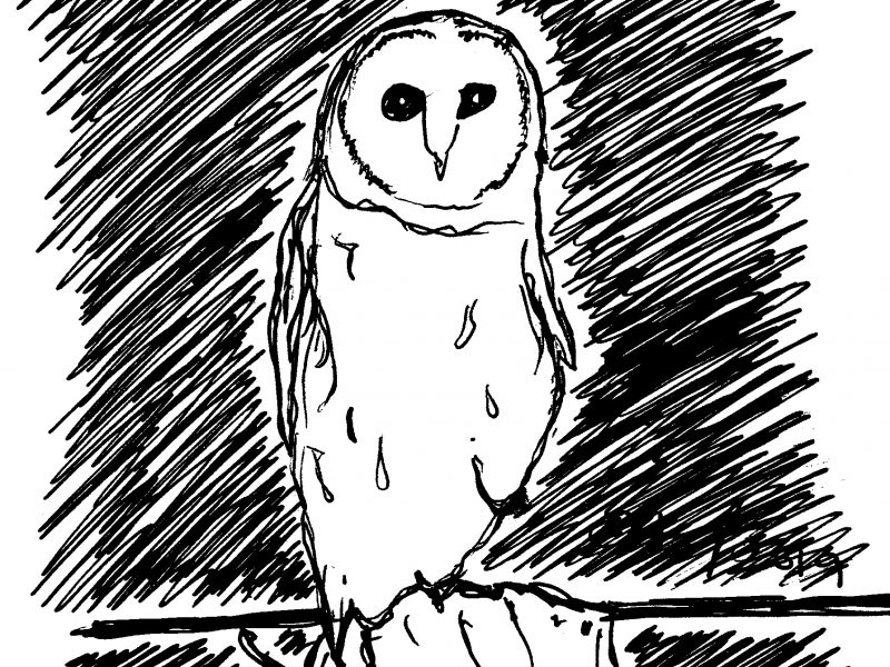Barn Owls Barn Owls